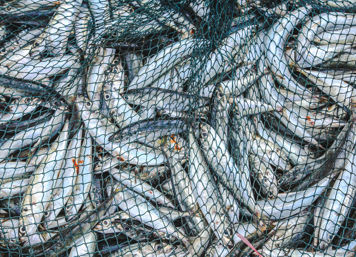 Рыболовные Сети